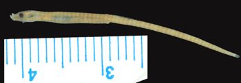Media type: image; Ichthyology 57623